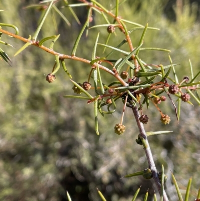 Acacia ulicifolia (Prickly Moses) at Stromlo, ACT - 26 Jul 2023 by JaneR