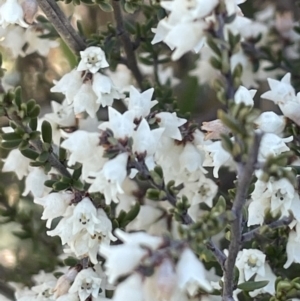 Cryptandra amara at Stromlo, ACT - 26 Jul 2023