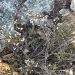 Cryptandra amara at Stromlo, ACT - 26 Jul 2023 10:50 AM