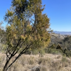 Exocarpos cupressiformis (Cherry Ballart) at Stromlo, ACT - 26 Jul 2023 by JaneR