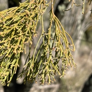 Exocarpos cupressiformis at Stromlo, ACT - 26 Jul 2023