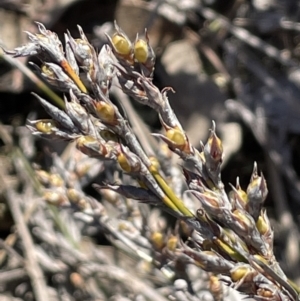 Lepidosperma laterale at Stromlo, ACT - 26 Jul 2023