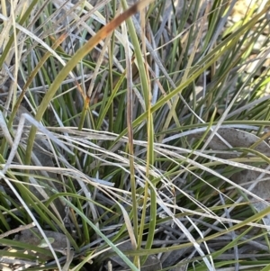 Lepidosperma laterale at Stromlo, ACT - 26 Jul 2023