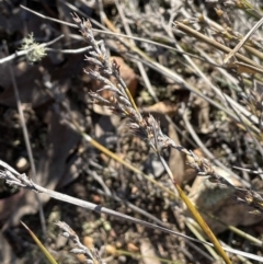 Lepidosperma laterale at Stromlo, ACT - 26 Jul 2023