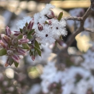 Leucopogon attenuatus at Stromlo, ACT - 26 Jul 2023