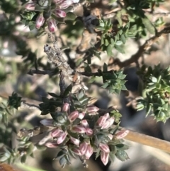 Styphelia attenuata at Stromlo, ACT - 26 Jul 2023