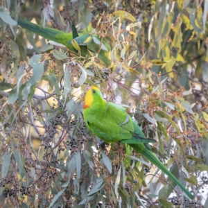 Polytelis swainsonii at Watson, ACT - suppressed