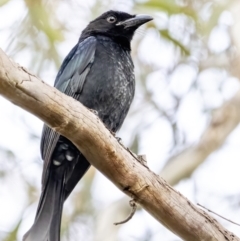 Dicrurus bracteatus (Spangled Drongo) at Acton, ACT - 3 May 2023 by BenHarvey