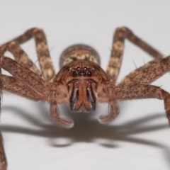 Heteropoda jugulans (Brown Huntsman Spider) at Wellington Point, QLD by TimL