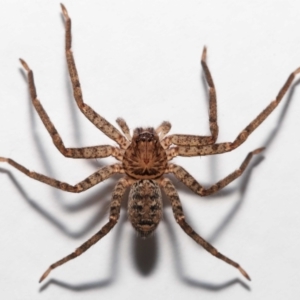 Heteropoda jugulans at Wellington Point, QLD - suppressed