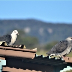 Columba leucomela (White-headed Pigeon) at Jamberoo, NSW - 26 Jul 2023 by plants