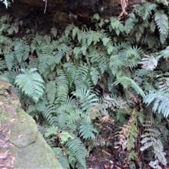 Leptopteris fraseri (Crepe Fern) at Penrose, NSW - 26 Jul 2023 by plants