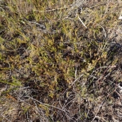 Phyllota humifusa (Dwarf Phyllota) at Penrose, NSW - 26 Jul 2023 by plants