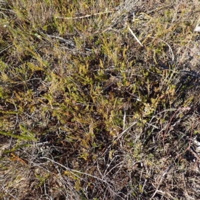 Phyllota humifusa (Dwarf Phyllota) at Penrose, NSW - 26 Jul 2023 by plants