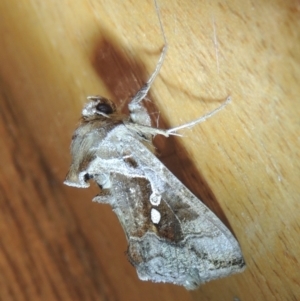 Chrysodeixis eriosoma at Conder, ACT - 8 Jan 2023