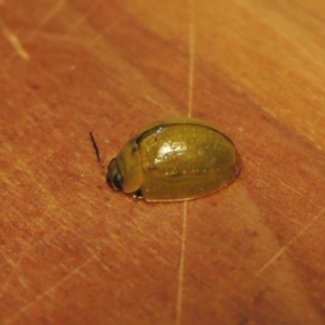 Paropsisterna cloelia at Conder, ACT - 8 Jan 2023