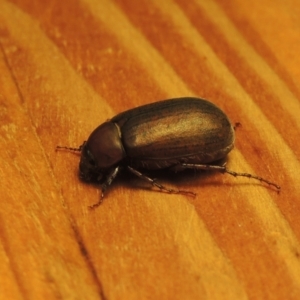 Sericesthis nigrolineata at Conder, ACT - 8 Jan 2023