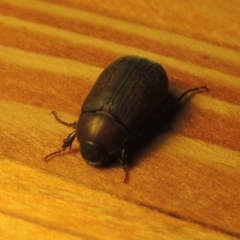 Sericesthis nigrolineata at Conder, ACT - 8 Jan 2023