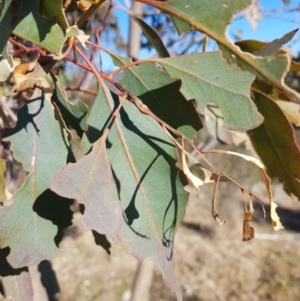 Eucalyptus blakelyi at Kambah, ACT - suppressed