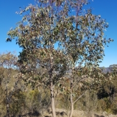 Eucalyptus blakelyi at Kambah, ACT - 27 Jul 2023