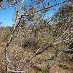 Bursaria spinosa subsp. lasiophylla at Kambah, ACT - 27 Jul 2023