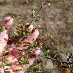 Bursaria spinosa subsp. lasiophylla at Kambah, ACT - 27 Jul 2023