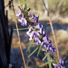 Hovea heterophylla (Common Hovea) at Stromlo, ACT - 26 Jul 2023 by danswell