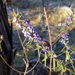 Hovea heterophylla at Stromlo, ACT - suppressed