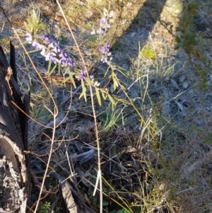 Hovea heterophylla at Stromlo, ACT - suppressed