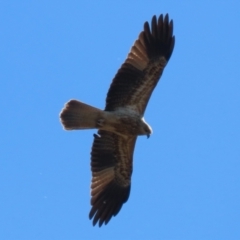 Haliastur sphenurus (Whistling Kite) at Fyshwick, ACT - 26 Jul 2023 by RodDeb