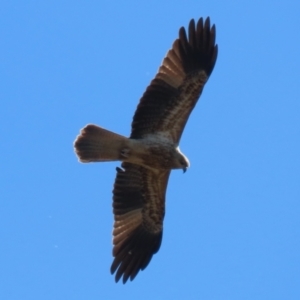 Haliastur sphenurus at Fyshwick, ACT - 26 Jul 2023 01:02 PM