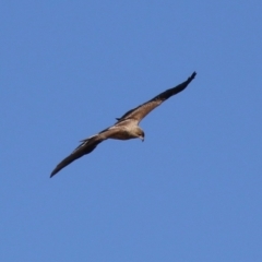 Haliastur sphenurus at Fyshwick, ACT - 26 Jul 2023 01:02 PM