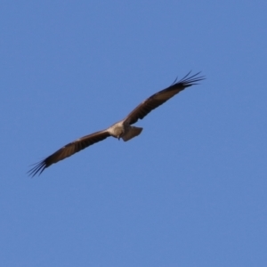 Haliastur sphenurus at Fyshwick, ACT - 26 Jul 2023