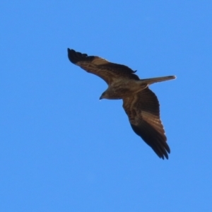 Haliastur sphenurus at Fyshwick, ACT - 26 Jul 2023