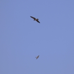 Haliastur sphenurus at Fyshwick, ACT - 26 Jul 2023 01:02 PM