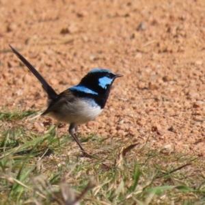 Malurus cyaneus at Fyshwick, ACT - 26 Jul 2023