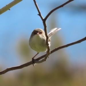 Malurus cyaneus at Fyshwick, ACT - 26 Jul 2023