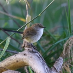 Malurus cyaneus at Fyshwick, ACT - 26 Jul 2023 01:25 PM