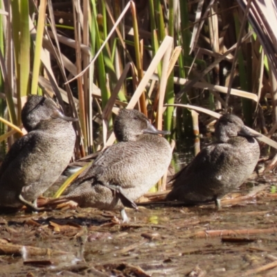 Stictonetta naevosa (Freckled Duck) at Jerrabomberra Wetlands - 26 Jul 2023 by RodDeb