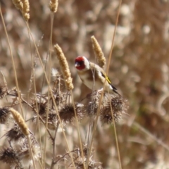 Carduelis carduelis (European Goldfinch) at Fyshwick, ACT - 26 Jul 2023 by RodDeb