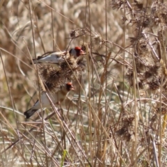 Carduelis carduelis at Fyshwick, ACT - 26 Jul 2023 12:55 PM