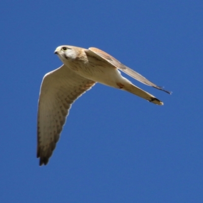 Falco cenchroides (Nankeen Kestrel) at Jerrabomberra Wetlands - 26 Jul 2023 by RodDeb
