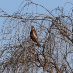 Falco berigora (Brown Falcon) at Fyshwick, ACT - 26 Jul 2023 by RodDeb