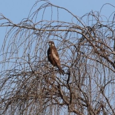 Falco berigora (Brown Falcon) at Jerrabomberra Wetlands - 26 Jul 2023 by RodDeb