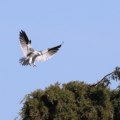 Elanus axillaris (Black-shouldered Kite) at Fyshwick, ACT - 26 Jul 2023 by RodDeb