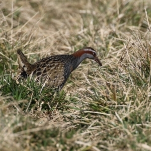 Gallirallus philippensis at Fyshwick, ACT - 26 Jul 2023 12:55 PM