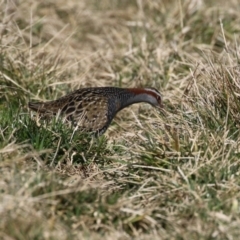 Gallirallus philippensis at Fyshwick, ACT - 26 Jul 2023 12:55 PM