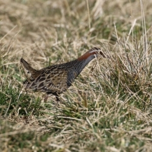 Gallirallus philippensis at Fyshwick, ACT - 26 Jul 2023 12:55 PM