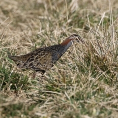 Gallirallus philippensis at Fyshwick, ACT - 26 Jul 2023 12:55 PM