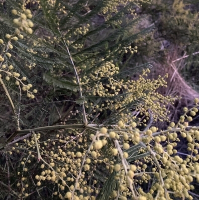 Acacia decurrens (Green Wattle) at Hackett, ACT - 26 Jul 2023 by waltraud